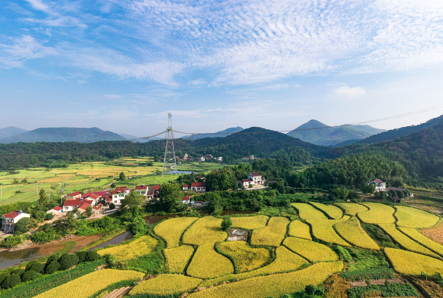 金色田野，一派丰收景象。DJI_0949.jpg