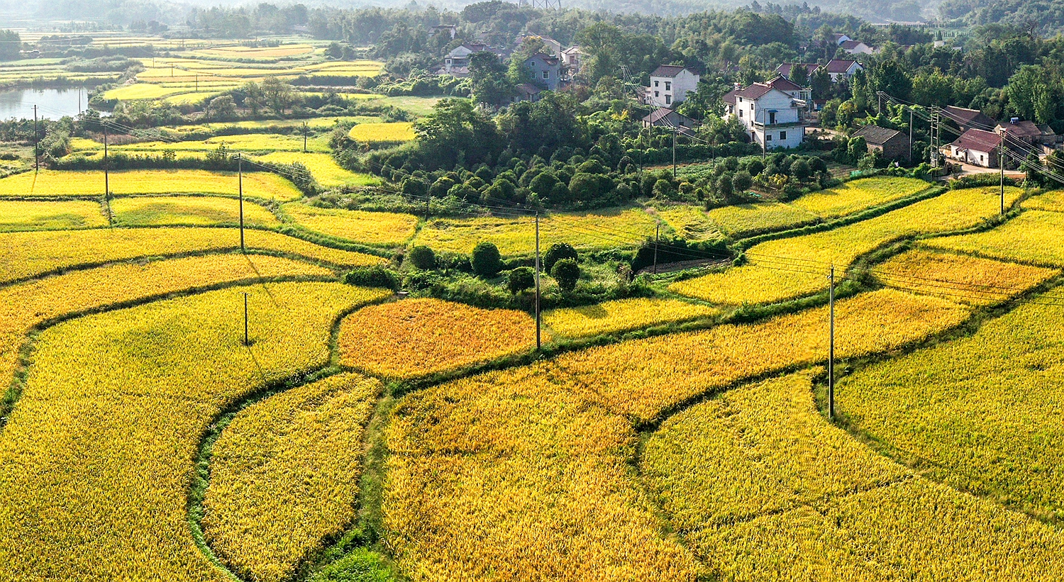 金色田野，一派丰收景象。DJI_0952.jpg