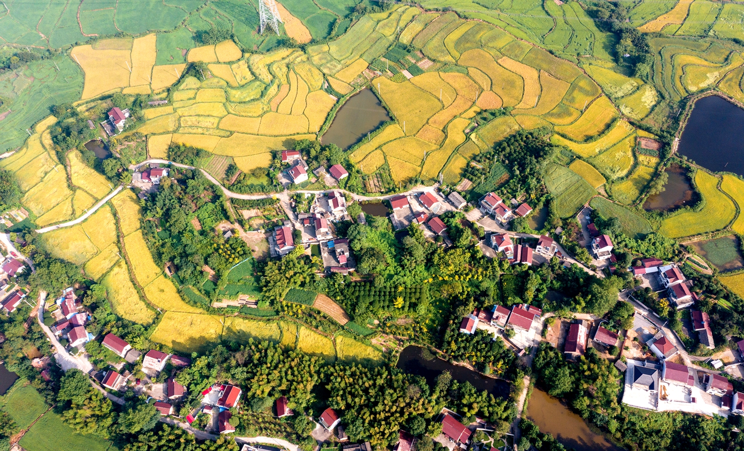 金色田野，一派丰收景象。DJI_0954.jpg