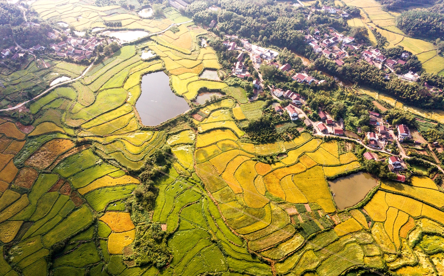 金色田野，一派丰收景象。DJI_0958.jpg