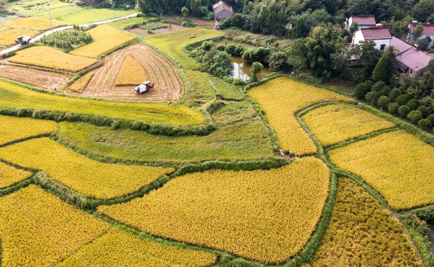 农业机械正在收割金灿灿的水稻DJI_0003.jpg