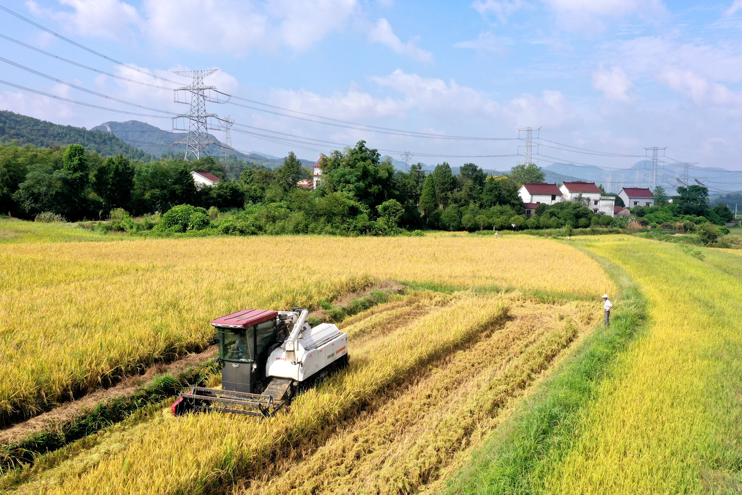 农业机械正在收割金灿灿的水稻DJI_0978_副本.jpg