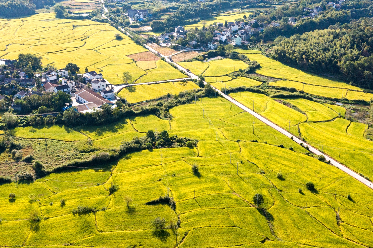 金灿灿的水稻田，一派丰收景象。DJI_0275.jpg