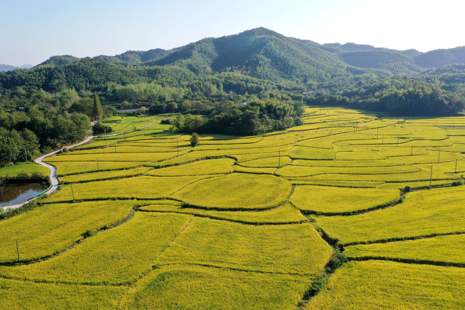 金灿灿的水稻田，一派丰收景象。DJI_0293.jpg