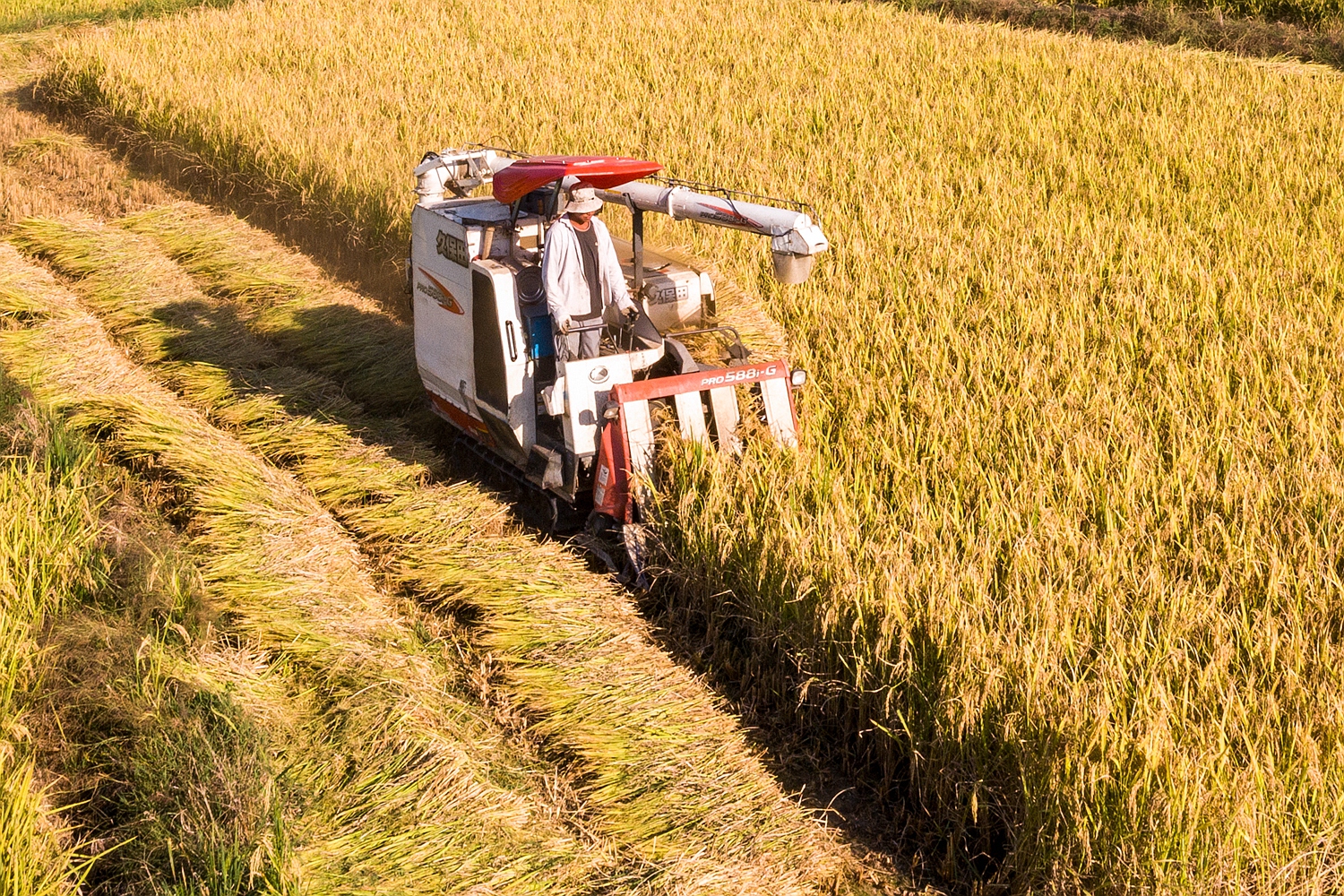 农业机械在收割水稻DJI_0285.jpg