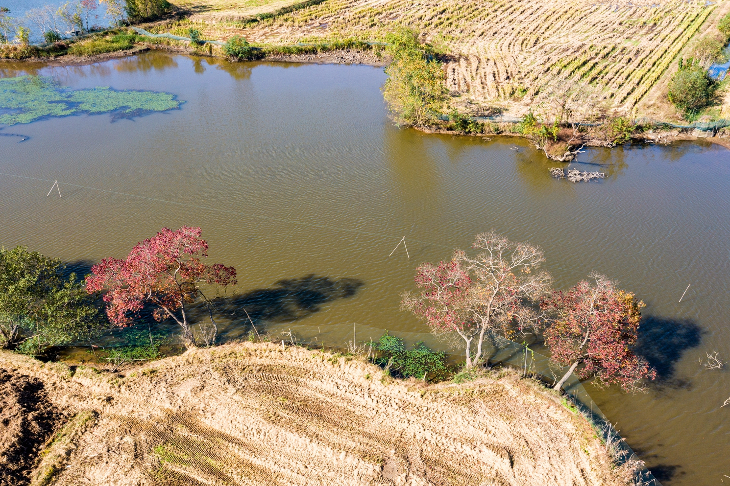 田间地头也很美DJI_0752_副本.jpg